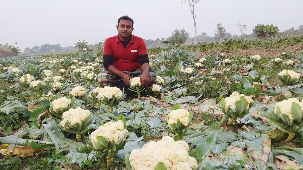 খেতের ৬ টাকার ফুলকপি বাজারে বিক্রি ৩০ টাকায়