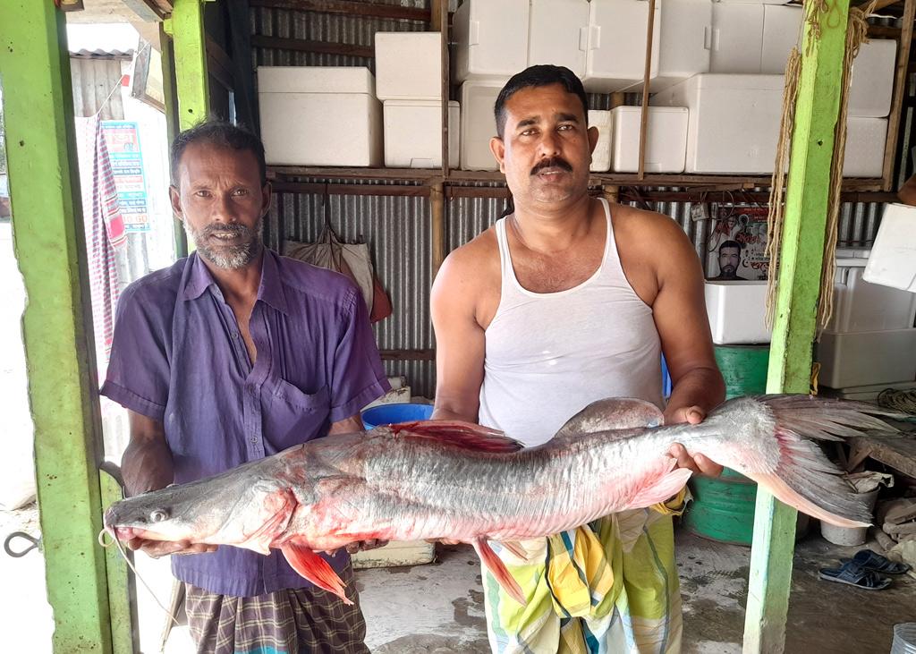 পদ্মায় ধরা পড়ল ১২ কেজির আইড়, ২৭ হাজারে বিক্রি