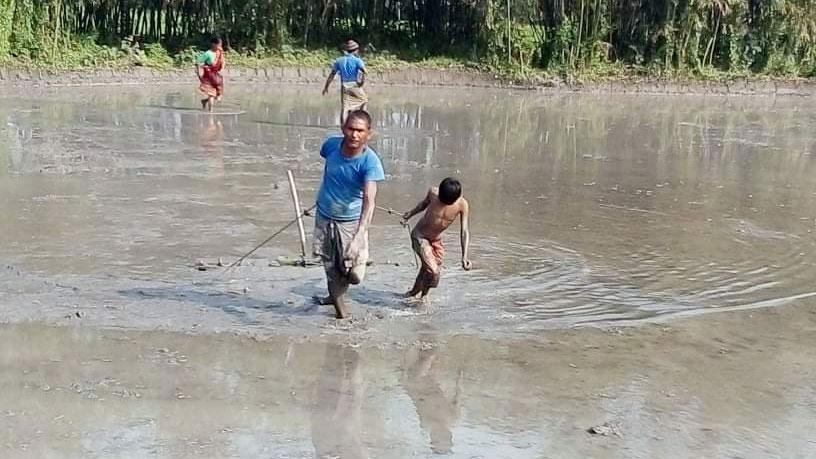 গোখাদ্যের লাগামহীন দাম বন্ধের পথে অনেক খামার