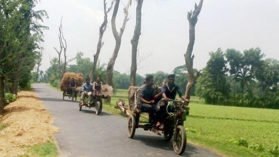 সড়কের পাশে মরা গাছ আতঙ্ক নিয়ে চলাচল