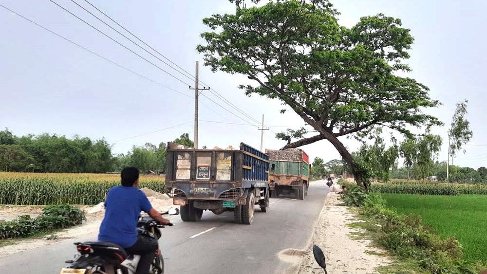 মুখোমুখি হেলে পড়া গাছে দুর্ঘটনার শঙ্কা