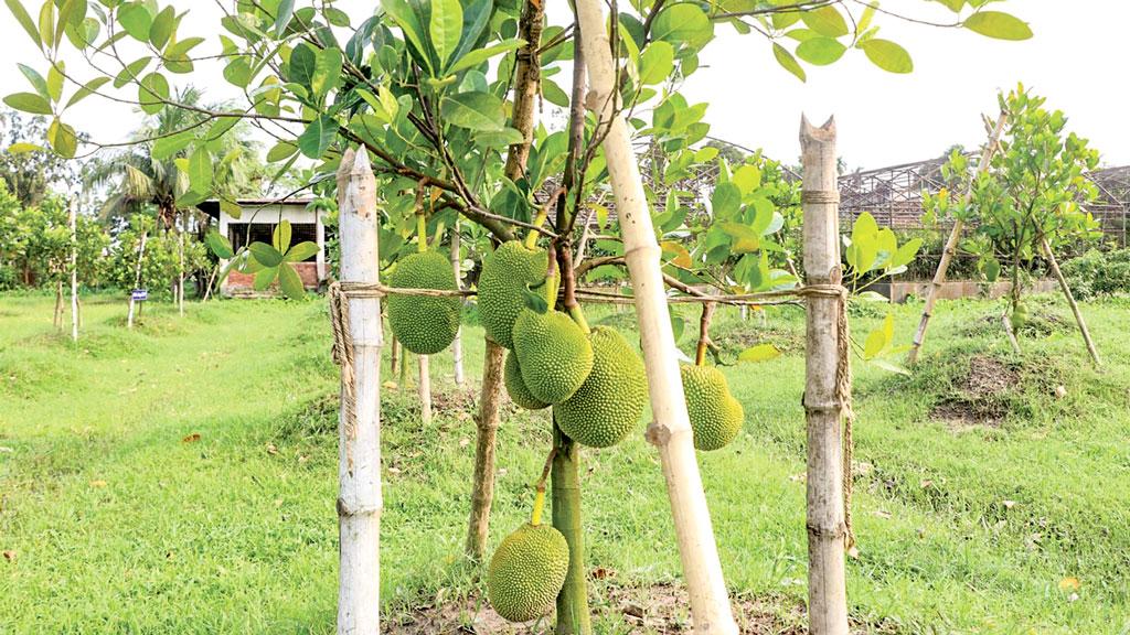 কাঁঠালের নতুন জাত: ধরবে বারোমাস, হবে আঠাহীন ও সুস্বাদু