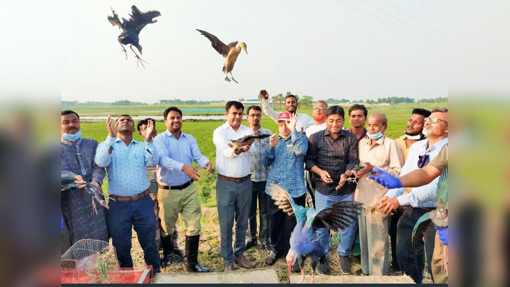 রাজশাহীর ভেলা বিলে ৮৫টি পাখি অবমুক্ত