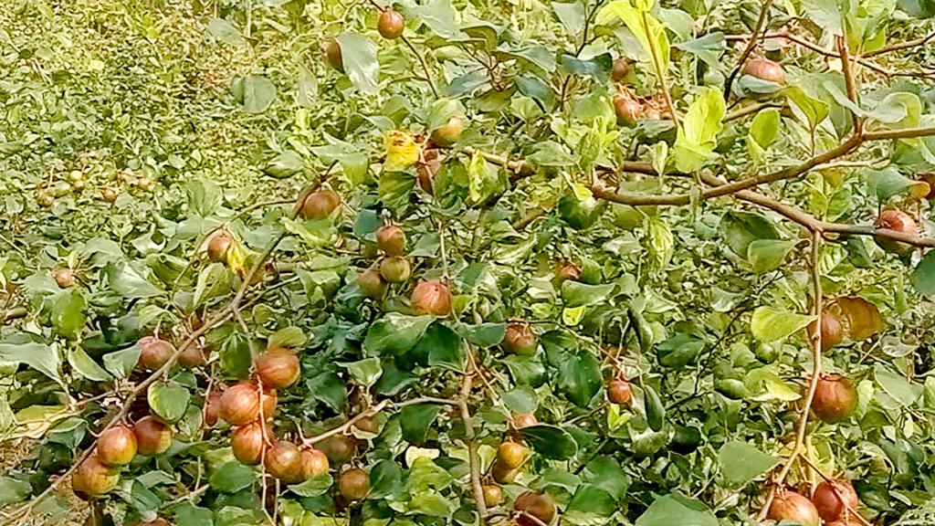 পিরোজপুরে জনপ্রিয় হয়ে উঠেছে মিশ্র ফল চাষ