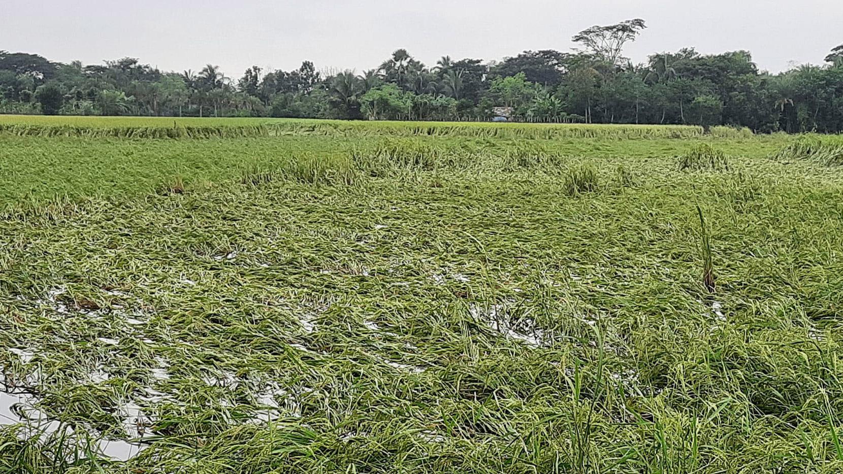 আমন নিয়ে বিপাকে কৃষক