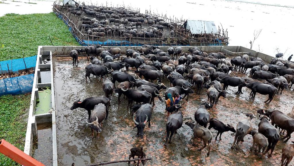 আধুনিক কিল্লায় রক্ষা মহিষের