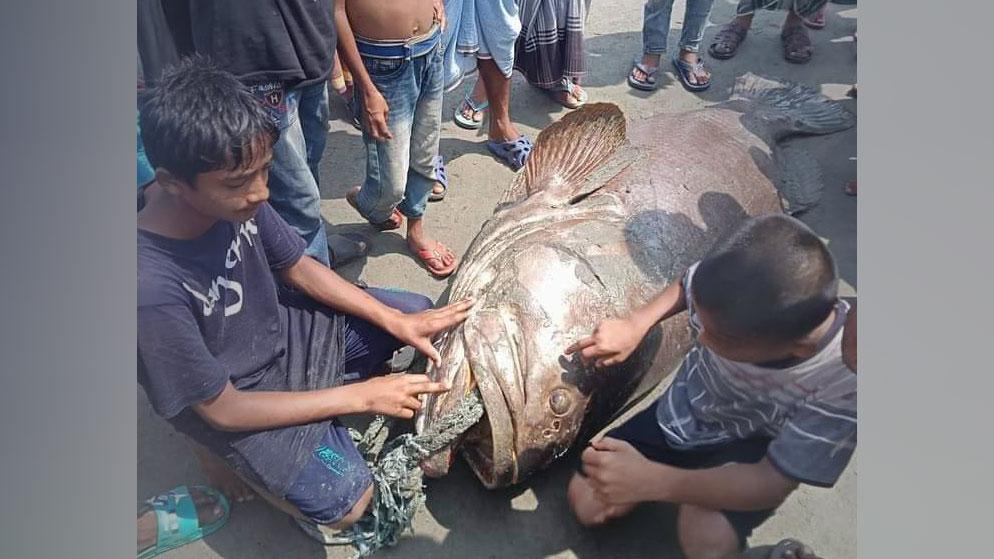 সেন্ট মার্টিনে ধরা পড়ল ১৫০ কেজির বিরল বোল মাছ 