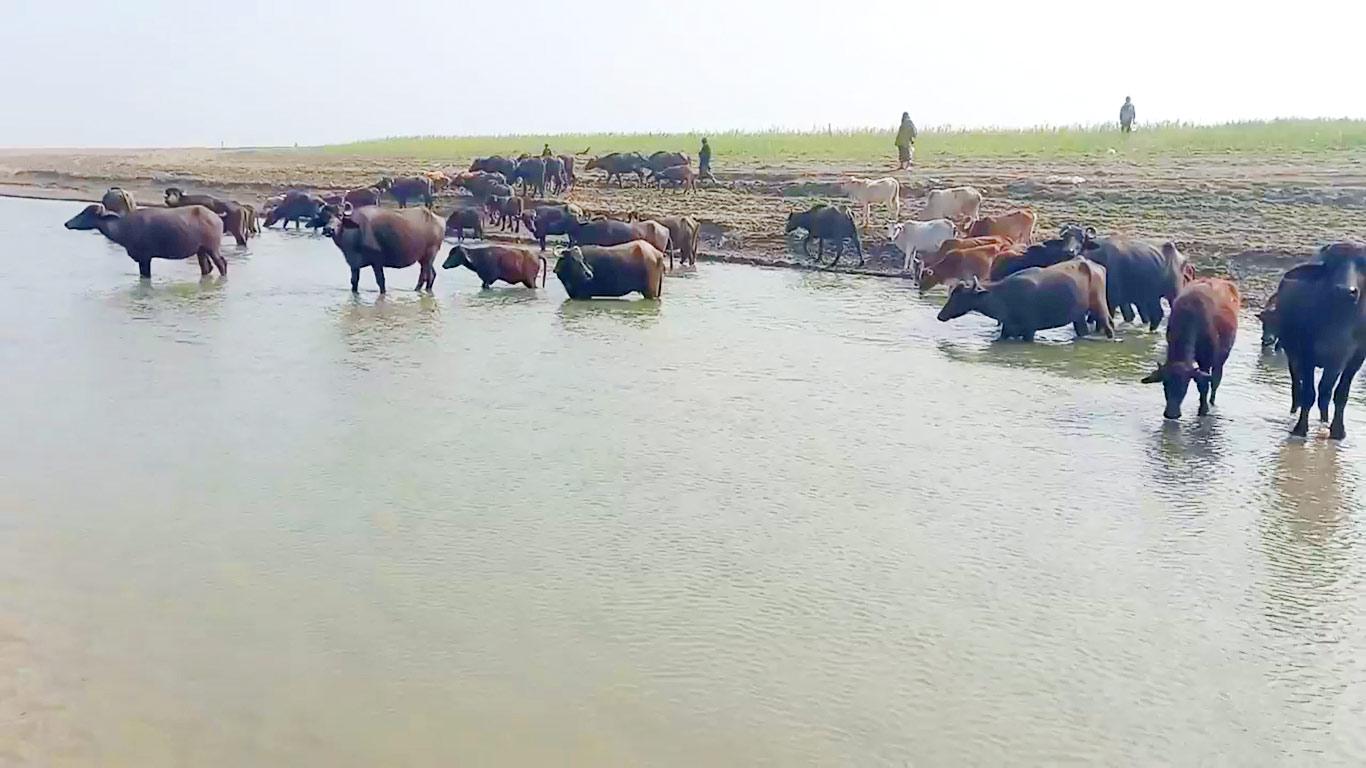 গরু-মহিষের জন্মনিবন্ধনে কমেছে সীমান্ত হত্যা