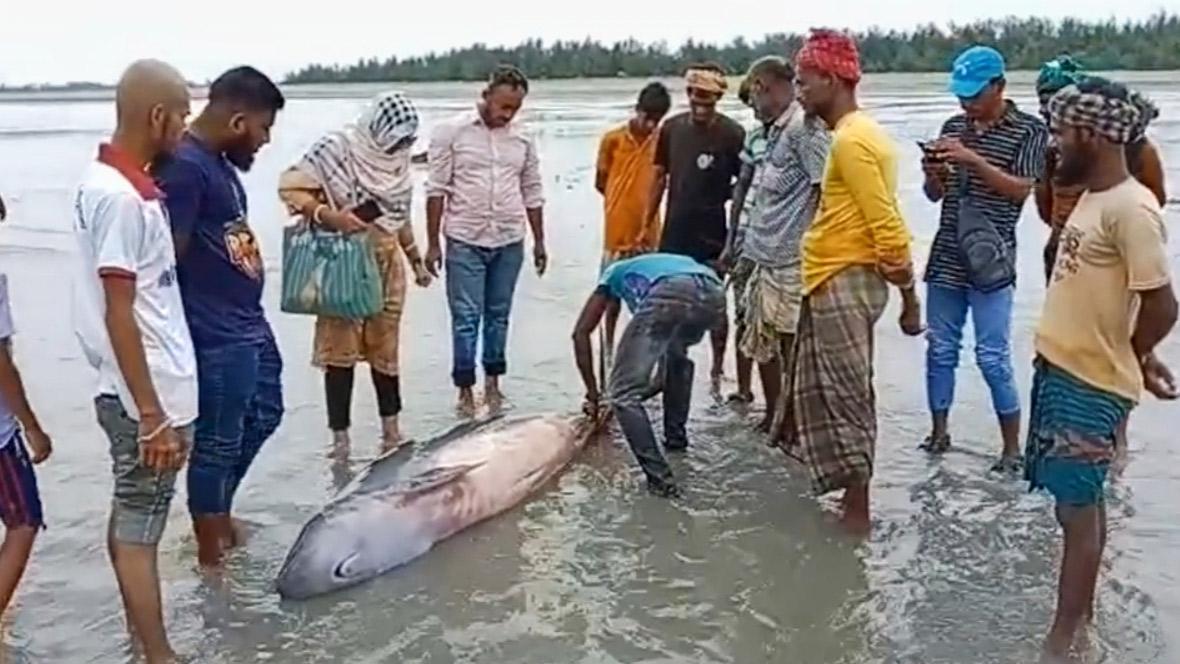 পেটে বাচ্চা নিয়ে ভাসছিল আহত ডলফিন