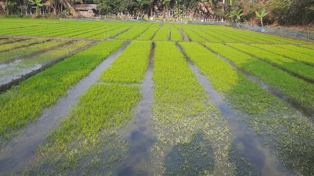 ডিজেল ও বীজের দাম বৃদ্ধিতে দিশেহারা বোরোচাষিরা