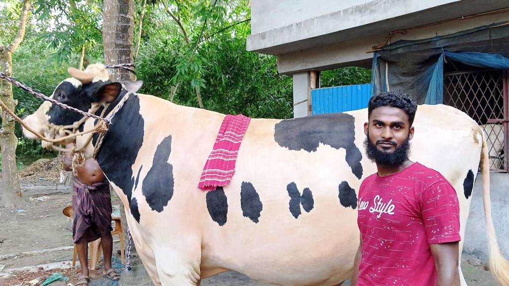 বিশালদেহী গরু রাজাবাবু, ফল না পেলেই তার মেজাজ সপ্তমে