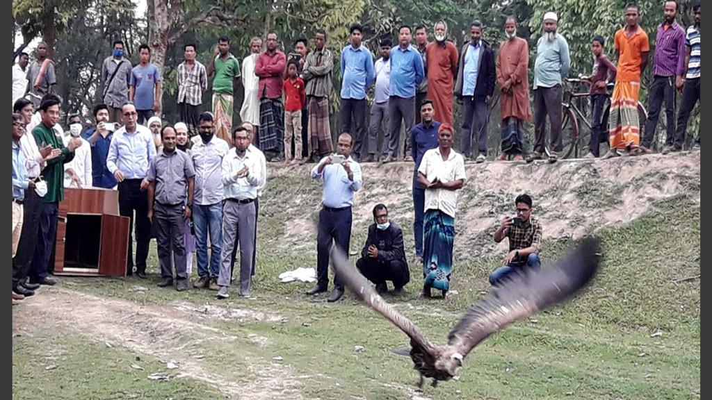 মুক্ত আকাশে ডানা মেলল সুস্থ হয়ে ওঠা ১৯ শকুন