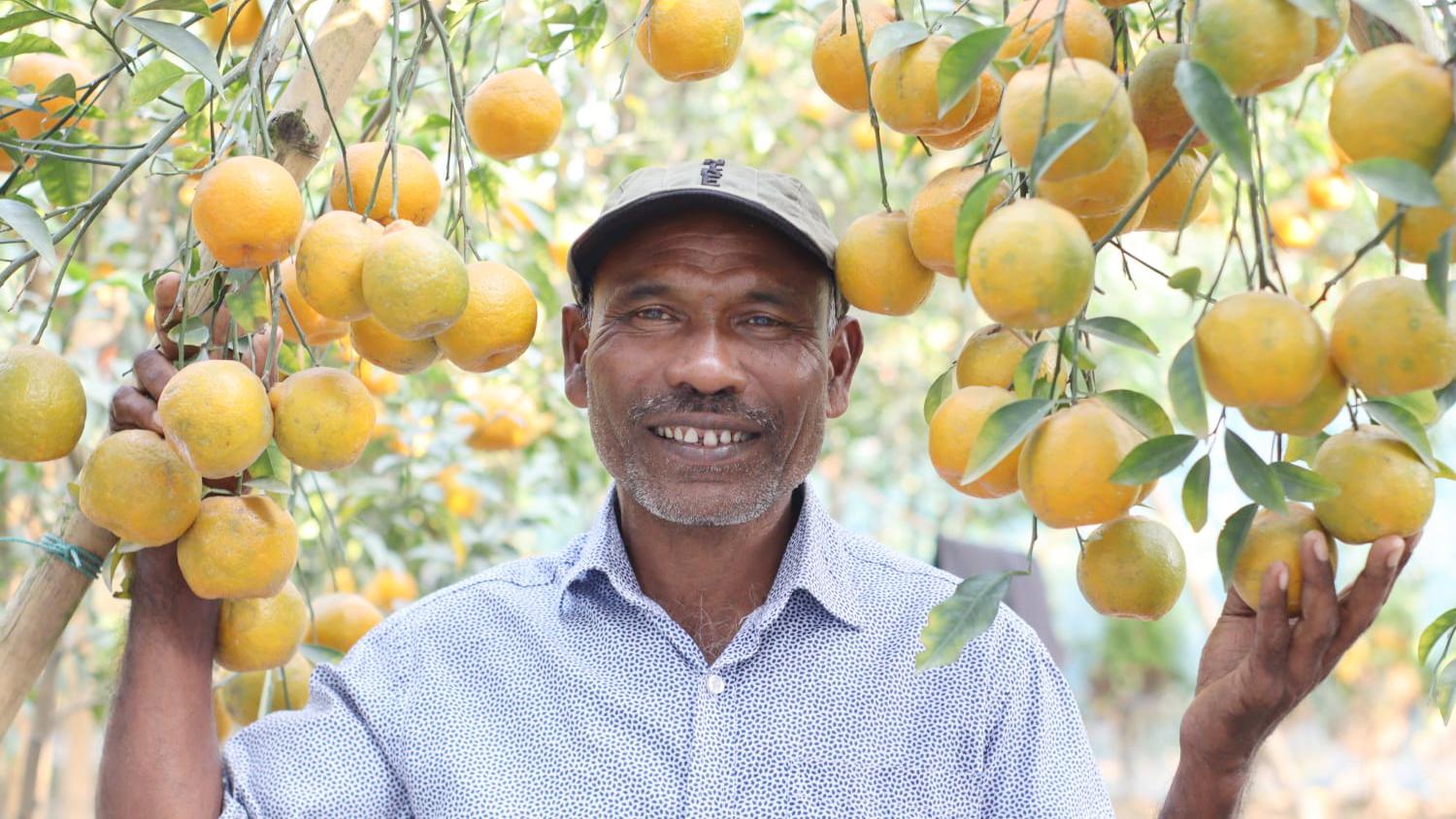 কমলা চাষে মিষ্টি লেবু মিয়ার জীবন