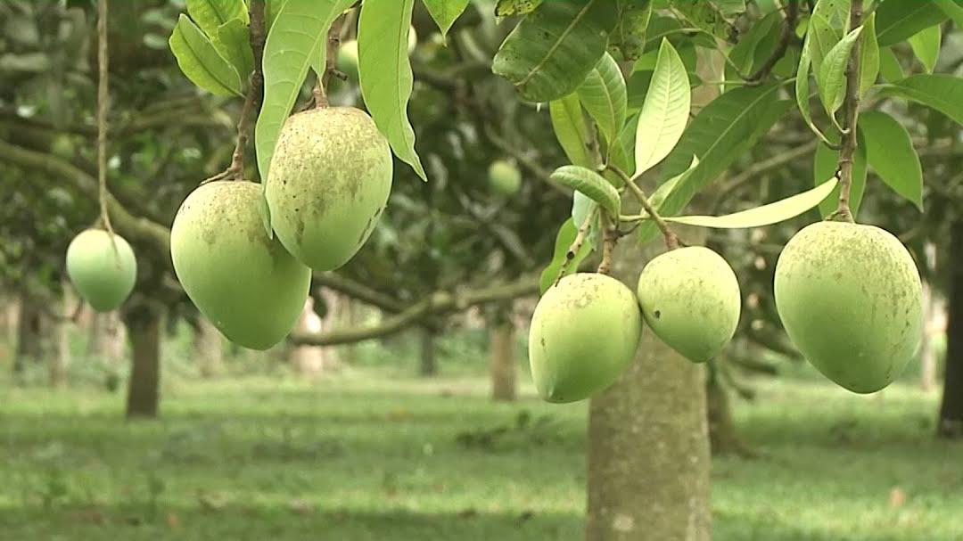 ১৫ জুন থেকে হাঁড়িভাঙ্গা আম বাজারে আনার সিদ্ধান্ত