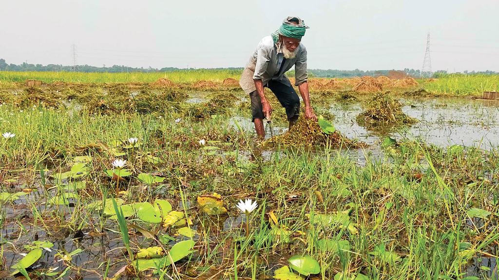 তিন ফসলি জমি এখন  আট মাস পানির নিচে