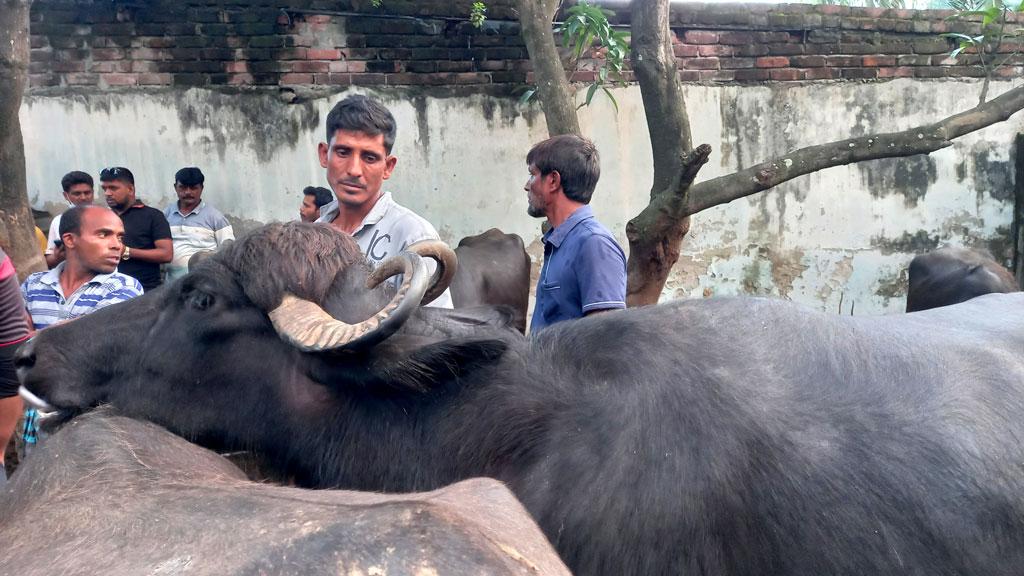 নিজের ১৫টি মহিষ নিলামে কিনে মালিকানা প্রমাণ করলেন কৃষক