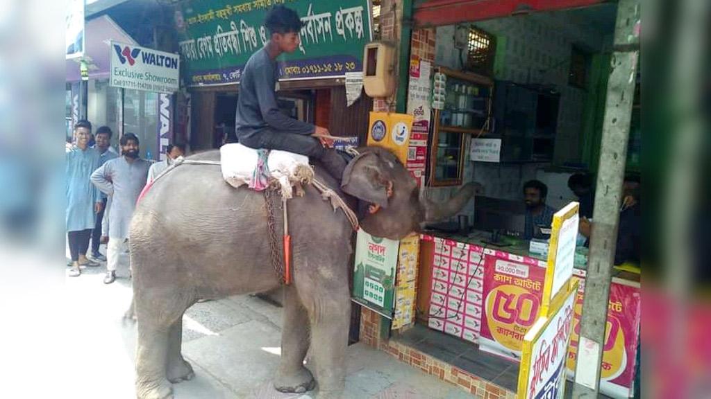 শুঁড়ে টাকা না দিলেই  জোরে ডেকে ওঠে হাতি