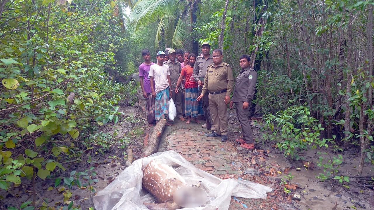 সুন্দরবনে মৃত হরিণসহ ১১ শিকারি আটক