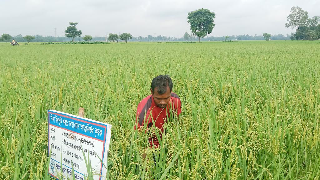 রাসায়নিক ছাড়াই চাষ আমনে স্বপ্ন কৃষকের