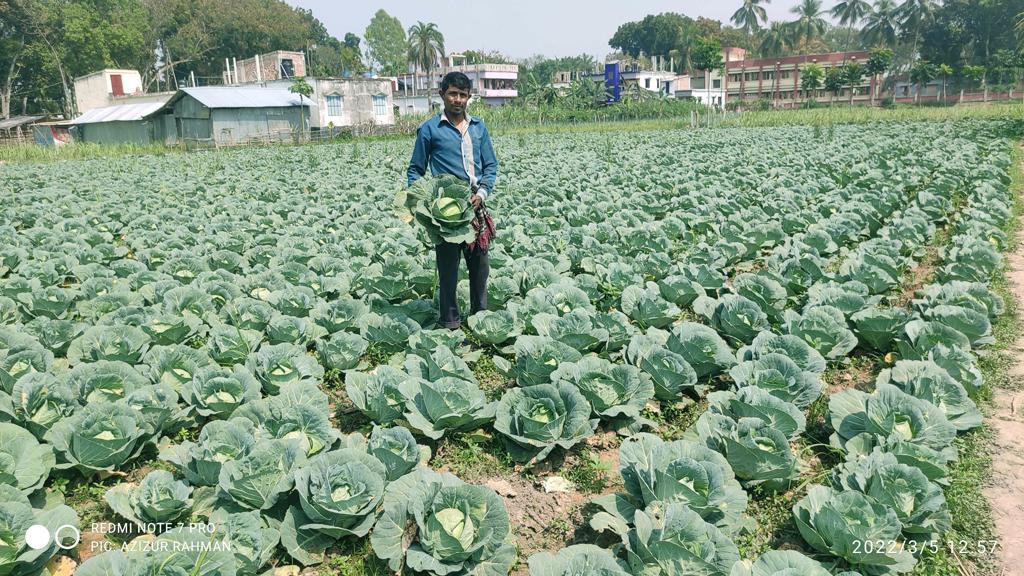 আখের ক্ষতি পোষাল বাঁধাকপি