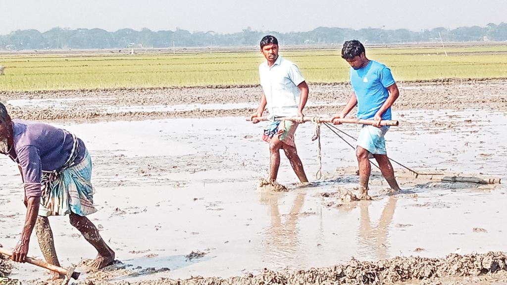 বোরোর আগাম আবাদে মুনাফার আশা কৃষকের