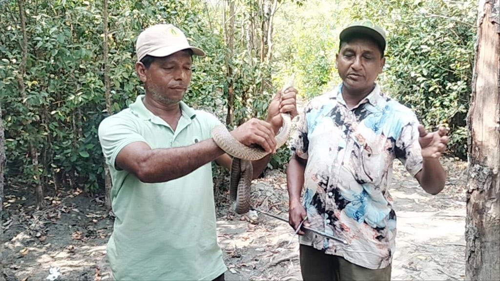 জালে আটকে পড়া পদ্ম গোখরা সুন্দরবনে অবমুক্ত