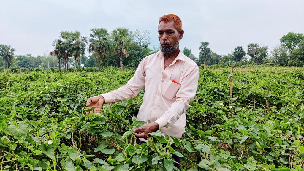 পটোল চাষে স্বাবলম্বী হয়েছেন সুজাউল