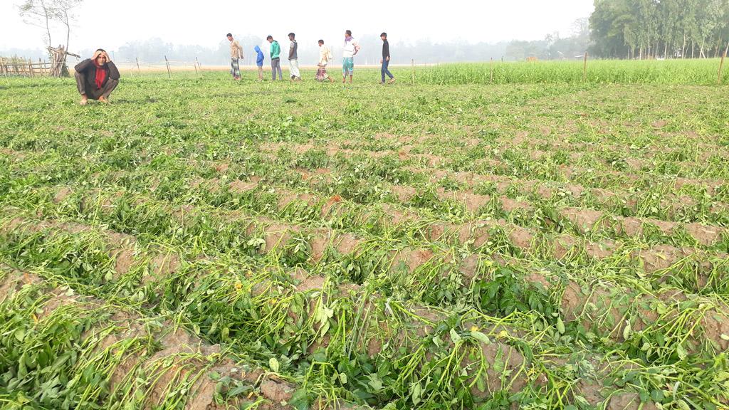 হঠাৎ শিলাবৃষ্টিতে ফসলের ক্ষতি