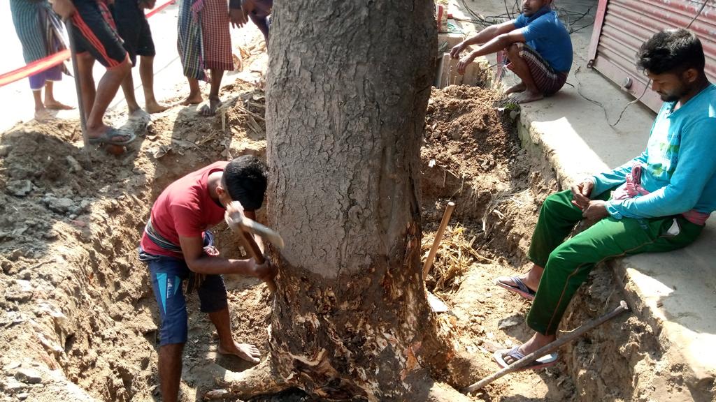 কাটা পড়ছে সড়কের ৫৩ গাছ