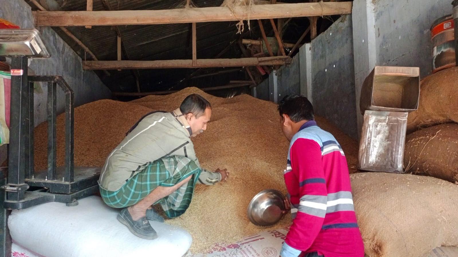 ধানের ফলন কম, খরচ ওঠা নিয়ে শঙ্কায় কৃষক