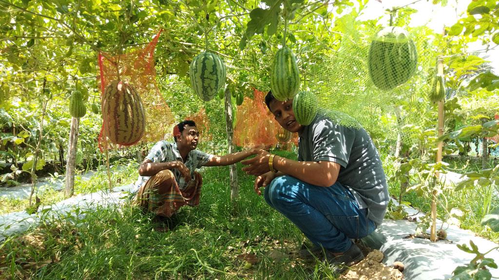 সখীপুরে প্রথম তরমুজ চাষেই সাফল্য