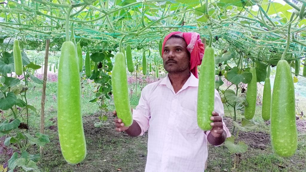 কম খরচে অধিক লাভ হওয়ায় সবজি চাষে ঝুঁকছেন গাংনীর চাষিরা