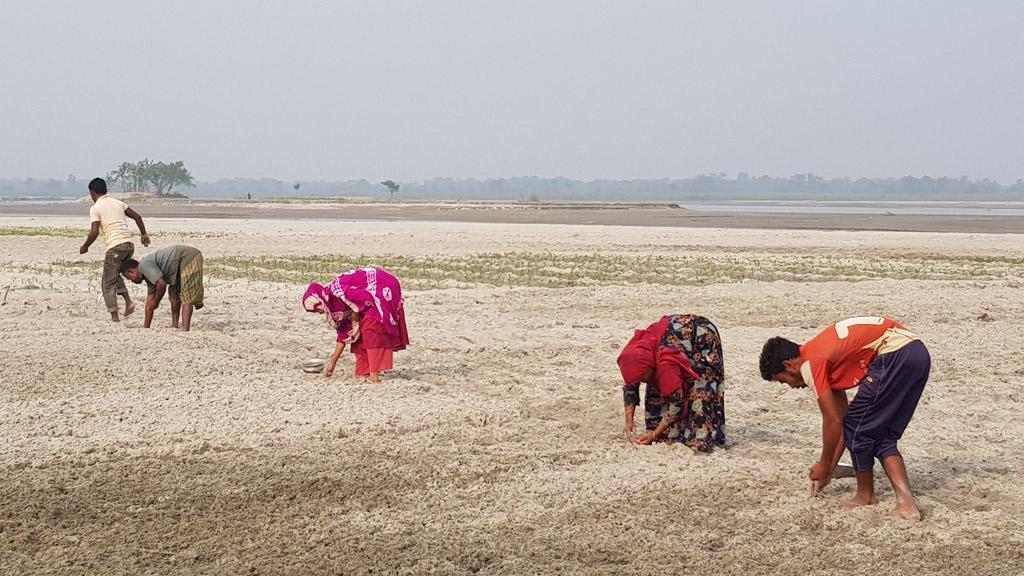 চরের কৃষিতে নারীরা ন্যায্য মজুরি বঞ্চিত