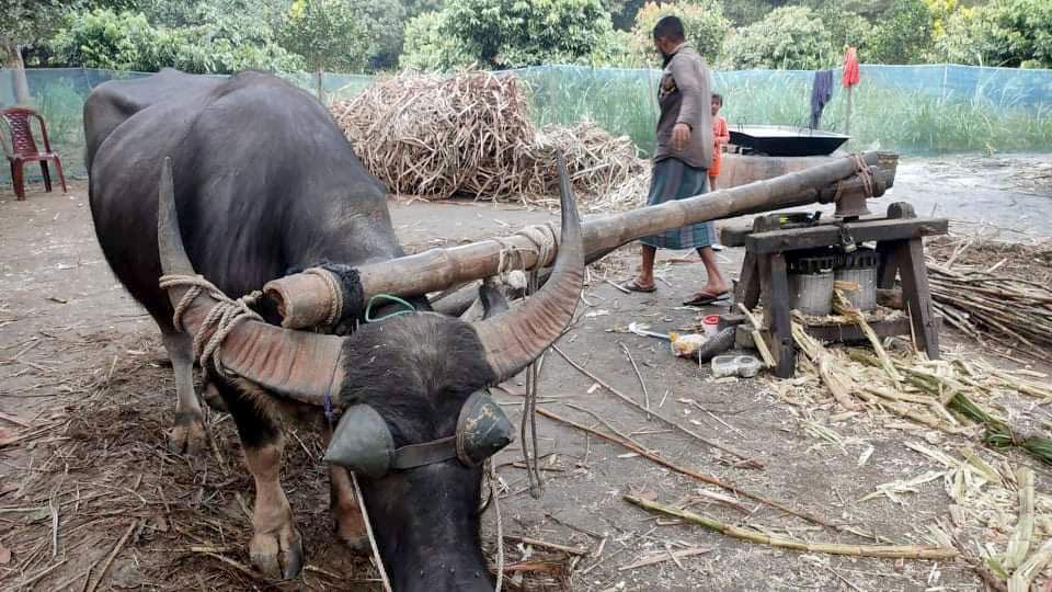 বিজয়নগরে প্রাচীন পদ্ধতিতে তৈরি হচ্ছে সুস্বাদু লালি গুড়