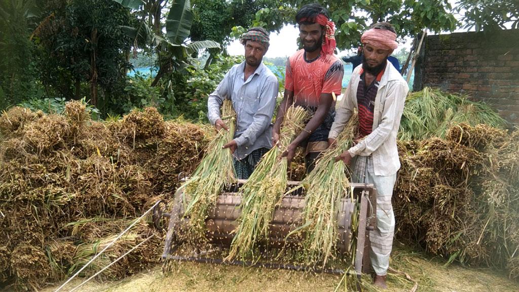 ফুলবাড়ীতে মাঠে মাঠে আগাম জাতের ধান কাটা ও মাড়াইয়ের ধুম