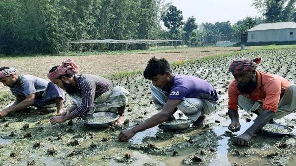 রসুনেই স্বপ্ন বুনছেন কৃষকেরা