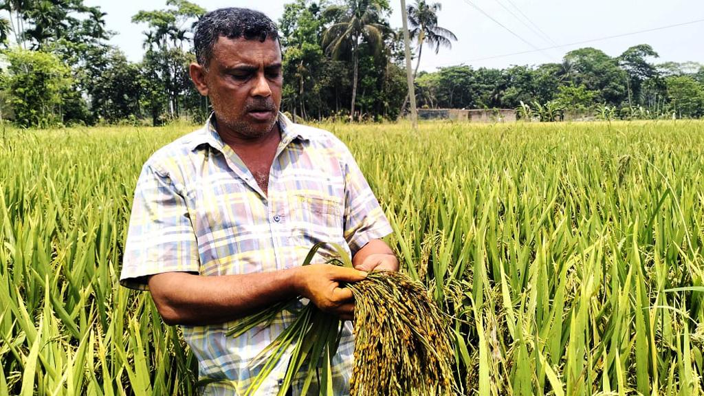 গৌরনদীতে খেতের পাকা ধানে ‘লক্ষ্মীর গু’