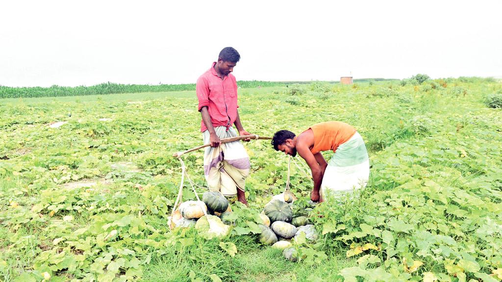 ঢলের পর ভাইরাসের আক্রমণ