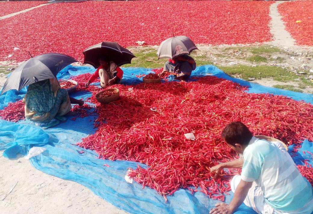 আমদানি কমার প্রভাবে ঝাল বেড়েছে শুকনো মরিচের