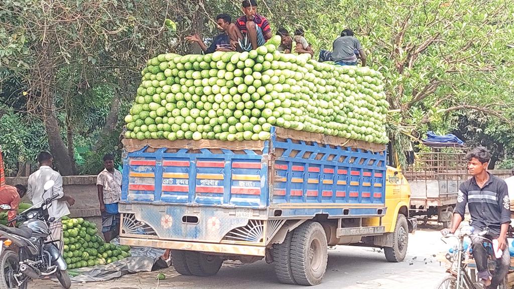 দুর্গাপুরে লাউয়ের বাম্পার ফলন, দামও ভালো