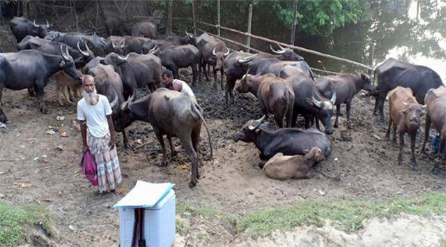 গরু-মহিষ নিয়ে জামাই-শ্বশুরের দ্বন্দ্ব গড়াল হাইকোর্টে