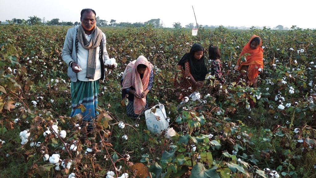 তুলার বাম্পার ফলনে   চাষির মুখে হাসি