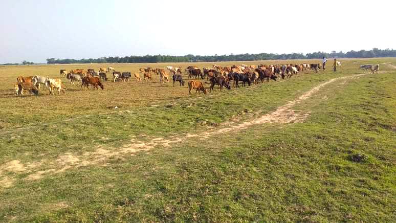 বোরোর জমি শুকিয়ে খাঁ খাঁ