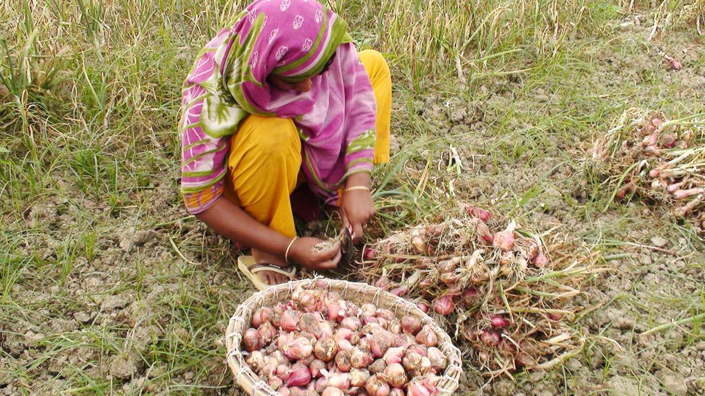 রৌমারীতে ২৫৪ হেক্টর জমিতে পেঁয়াজ চাষ