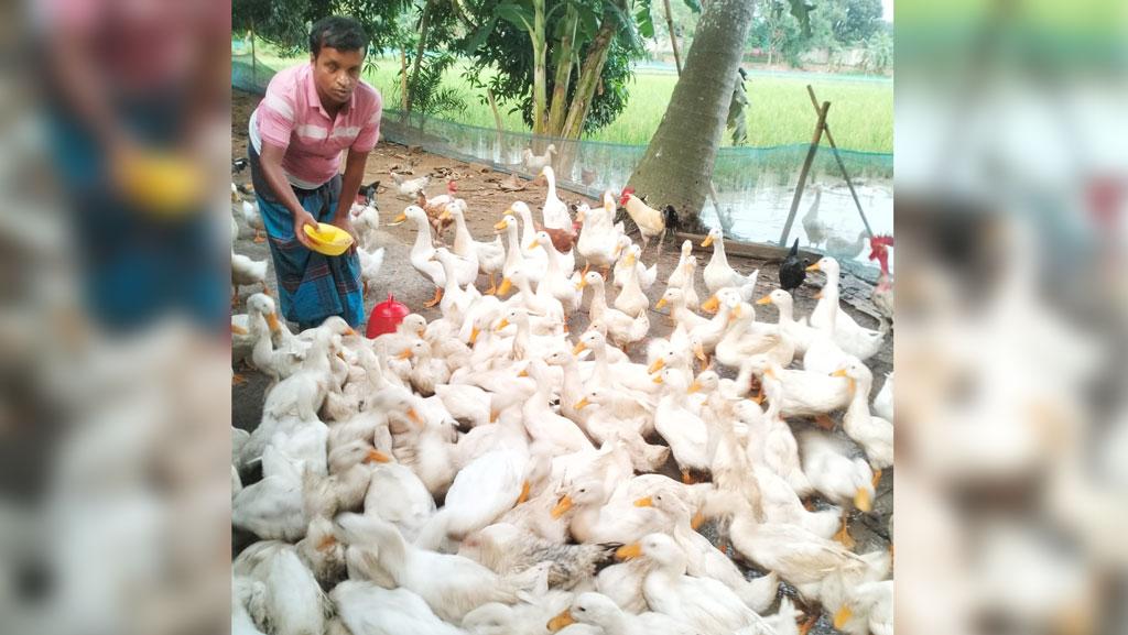 শ্রীপুরে উন্নত জাতের হাঁস পালনে যুবকের সফলতা