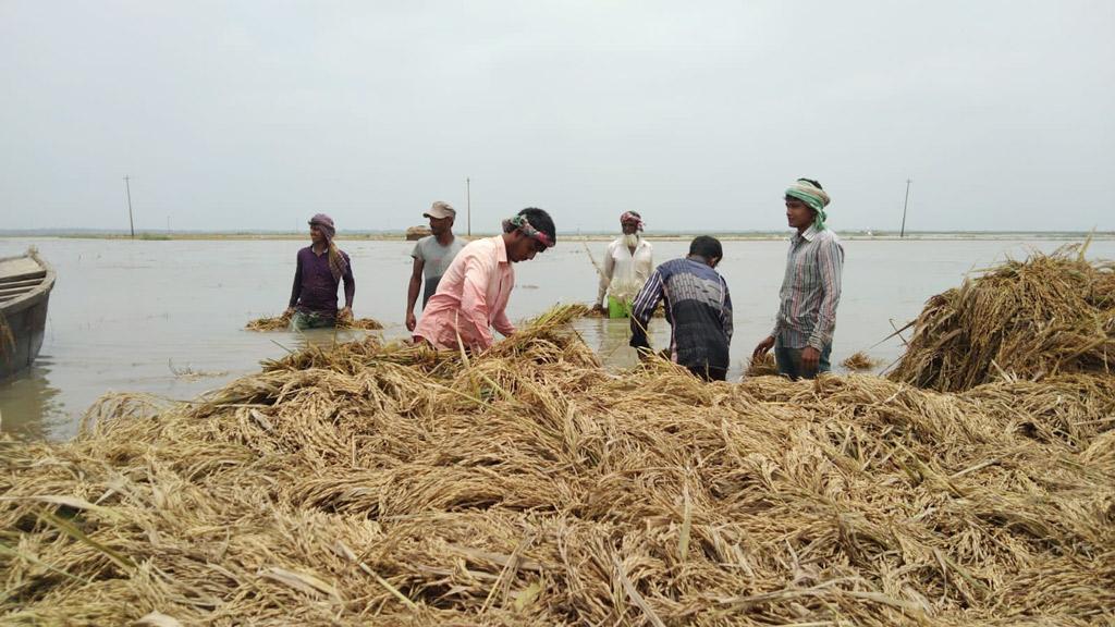 ঢলের পানিতে ডুবল পাকা ধান