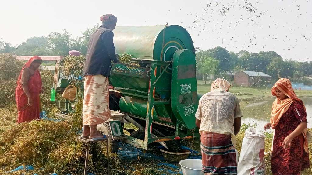 গাংনীতে মাষকলাইয়ের ভালো দামে কৃষকের মুখে হাসি