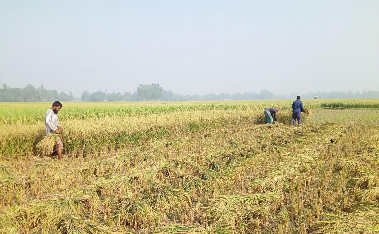 ফসলের মাঠে পাকা ধানের ঘ্রাণ, শ্রমিকসংকটে দুশ্চিন্তায় কৃষক