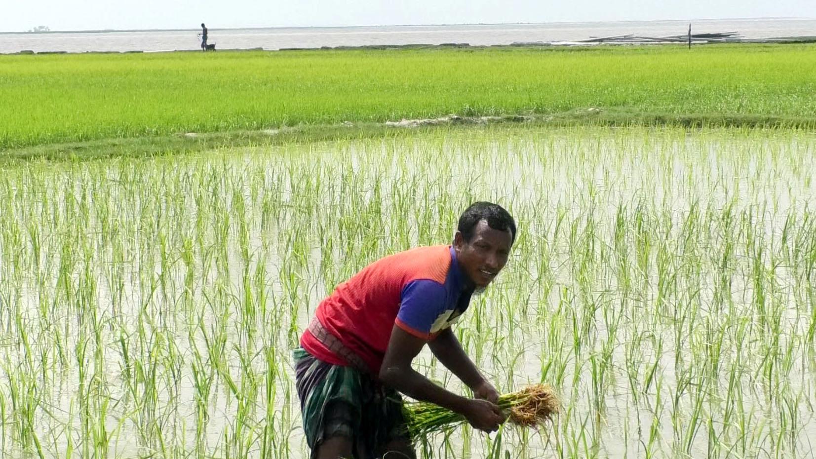 জলবায়ু পরিবর্তনের প্রভাবে ১৭ শতাংশ কৃষক চাষাবাদের ধরন বদলেছেন: জরিপ