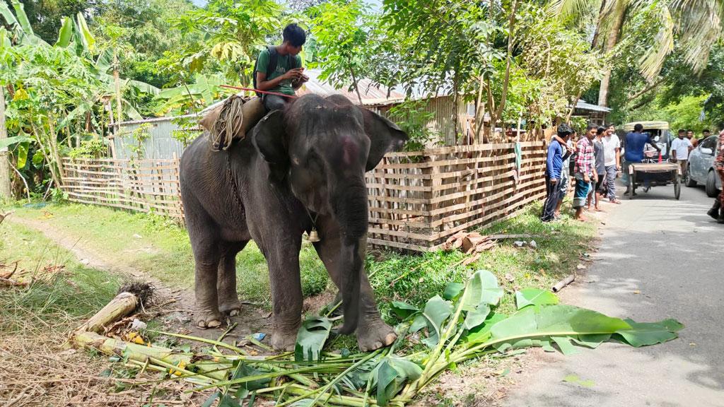 গোপালগঞ্জে হাতির পায়ে পিষ্ট হয়ে মাহুতের মৃত্যু